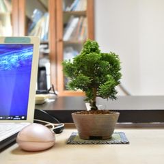 盆栽 ミニ盆栽 津山桧 鉢は丹波立杭焼 丹山作  bonsai 販売