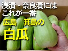 値下げ！【今季最終販売】広島産　白瓜　３L~L　約10ｋｇ1箱（12～20本入り）