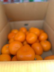貯蔵蔵出しせとか5キロ