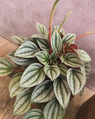 ペペロミア　ナポリナイツ　3号ポット　観葉植物　植物