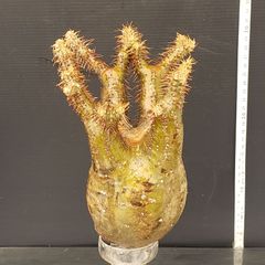 J538【最新到着】Pachypodium　グラキリス（MS）（現地球・抜き苗）【塊根植物】パキポディウム　グラキリス