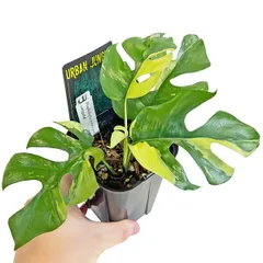 超希少❗️斑入り❗️モンステラ　アクミナータ　アルボ✨ モンステラアクミナータ斑入りA1