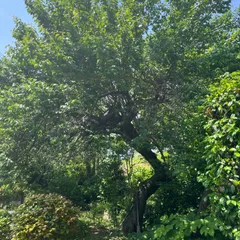 青梅　2キロ