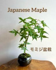 イロハモミジ盆栽　大（2.5号）夜空色の鉢（天目）