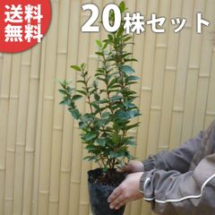 白樺苗木 シラカバの木 シンボルツリー 大株200㎝❗ 幹の白い白樺