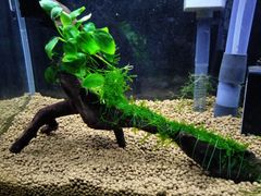 400．流木付き水草 アヌビアスナナ 南米ウィローモス