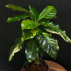 【色鮮やか❗️】斑入り コーヒーの木   #11  /  斑入り  観葉植物