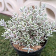 多肉植物　クラッスラ属　パンクチュラータ