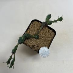 多肉植物　ユーフォルビア　グロボーサ　玉鱗宝　抜き苗　根付き