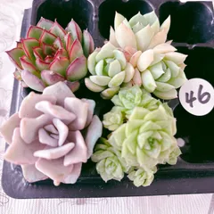 2025年最新】クリスペートビューティーの人気アイテム - メルカリ