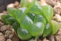 オリジナル交配実生苗 ドドソン特グリーンx花水晶