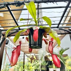 【現品】⑥ ウツボカズラ ネペンテス レディラック 食虫植物 5号 ハンギング 吊り鉢 ①