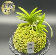 富貴蘭 風蘭 蘭 翠扇 すいせん 2本と小芽 T83 現品 フウキラン フウラン