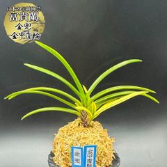 富貴蘭 風蘭 蘭 金兜 金甲覆輪 キンカブト キンカブトフクリン 3本立 【現品】 2451 フウキラン フウラン 送料無料