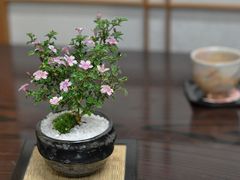 ツツジ 盆栽 自然岩付き - メルカリ