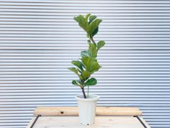 【観葉植物】カシワバゴム　バンビーノ　（フィカス　リラータ　バンビーノ）