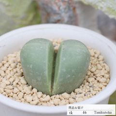 金鈴 Lサイズ TKK46 アルギロデルマ 多肉植物 現物の仔をお届け  珍品多肉植物 珍しい多肉植物