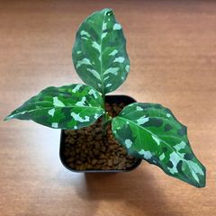 Aglaonema pictum var. tricolor　アンダマン諸島 ポートブレア北部地域産