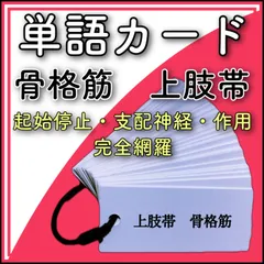 筋肉（骨格筋）　上肢帯　単語カードのサムネイル