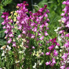 姫金魚草（リナリア）　種100粒　花の種