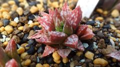 多肉植物 ハオルチア　フラッシュ