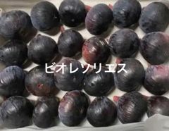 ビオレソリエス　常温発送
