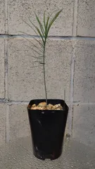 2025年最新】Cycas cupidaの人気アイテム - メルカリ 2025年最新】Cycas cupidaの人気アイテム - メルカリ