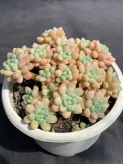 2025年最新】ロココ 多肉の人気アイテム - メルカリ