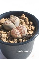 麗虹玉 リトープス Mサイズ 5.5ｃｍポット Lithops dorotheae 多肉植物 多肉永遠