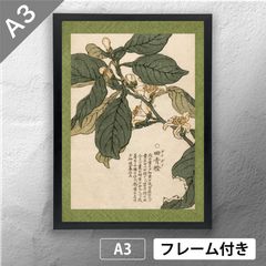 幸野楳嶺 「千種の花 クチナシノハナ」 ボタニカルアート 日本画