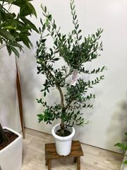 オリーブ・コロネイキ　７号　観葉植物　インテリア　グリーン　庭木　シンボルツリー
