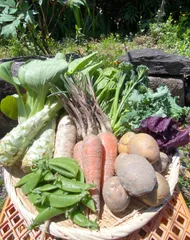 カラダが喜ぶ!!旬のお野菜セット9～10種類（おまかせ100）