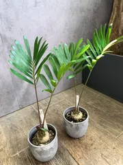 大型　良株　ザミア　　多頭　メキシコソテツ　10号　611 大型 良株 ザミア 多頭 メキシコソテツ 10号 611 - メルカリ