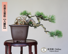 泰寿園 Online メルカリShop - メルカリShops 泰寿園 Online メルカリShop - メルカリShops
