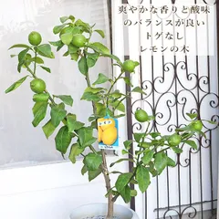 2025年最新】ミカン苗木の人気アイテム - メルカリ