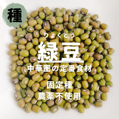 【種】緑豆　リョクトウ　農薬不使用　50粒