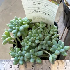 古都の葉さん 小桃いろは 札付き・抜き苗 メルカリ便 小桃いろは 2カット 古都の葉さん苗 - メルカリ