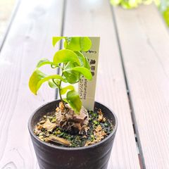 ☆A-8 アガベ チタノタ 黒鯨 鉢ごと メルカリ便発送 アガベ チタノタ 黒鯨 ブラックホエール‼️OC株‼️鉢植え発送‼️ 65