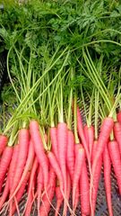 葉つき金時にんじん 1kg