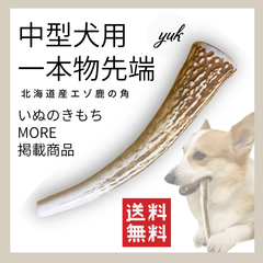 【プレゼントにも】中型犬用　一本物　先端　鹿の角　犬のおもちゃ　鹿の骨　D