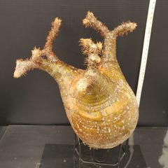 K396【最新到着】Pachypodium　グラキリス（ML）（現地球・抜き苗）【塊根植物】パキポディウム　グラキリス