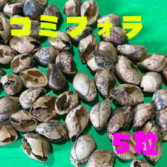 コミフォラ　ウニロバタ　Commiphora unilobata 種子　5粒