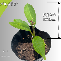 【沖縄育ち】約21㎝ プルメリア ホワイト イエロー 苗木 観葉植物 21-1
