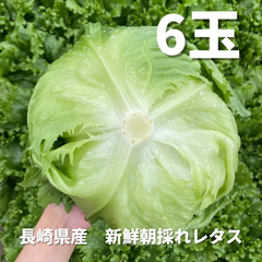 湧水レタス　６玉