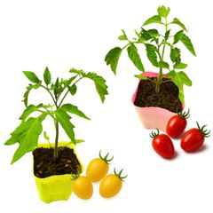 アイコ 苗 セット（アイコ苗×1個 イエローアイコ苗×1個）ミニトマト 実生苗 甘い 販売 プランター 初心者でも育てやすい 家庭菜園 病気に強い 農場直送 9cmポット