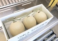 大玉　3玉入り訳あり高糖度マスクメロン
