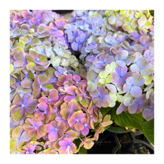 【花芽なし】アジサイ：スプリンググリーン（５号鉢）大栄花園さん新品種　八重咲きアジサイ　希少　紫陽花　ハイドランジア　母の日　ギフト　鉢花
