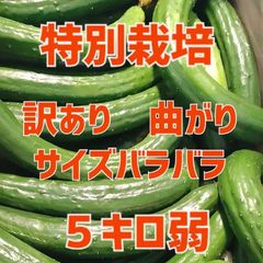 今月で終了！農家直送美味しいきゅうり！ 5キロ弱！ サイズバラバラ！ 曲がりきゅうり　訳あり　きゅうり　5キロ　5kg　産地直送品