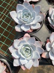 多肉植物 韓国苗 エケベリア MIX苗セット ラスト‼️ 可愛い16苗セット エケベリア 土と根付きの苗 多肉植物 送料無料