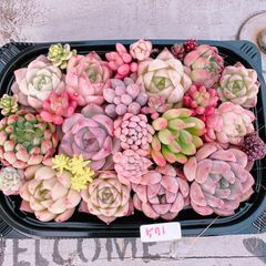 多肉植物 寄せ植えset♡571
